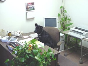 dog sitting in office chair in office