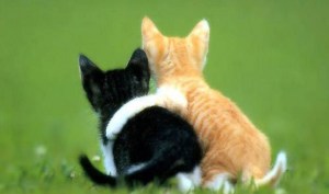 two kittens - friendship love